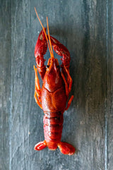 Crawfish